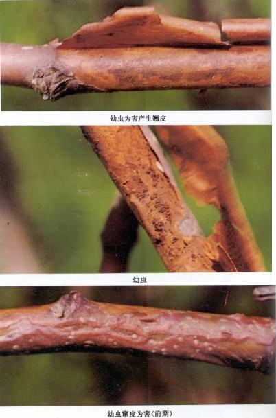 被梨潛皮蛾危害的梨樹(圖2)