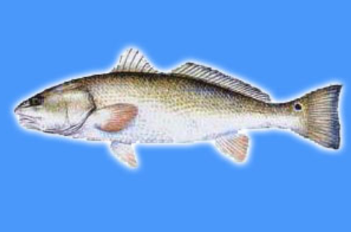 紅擬石首魚