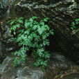 明黨參屬 明黨參屬