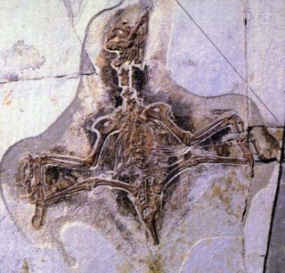 孔子鳥化石