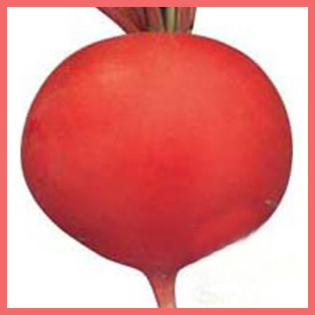 京紅3號 京紅3號