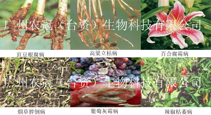 木黴菌生物農藥圖片