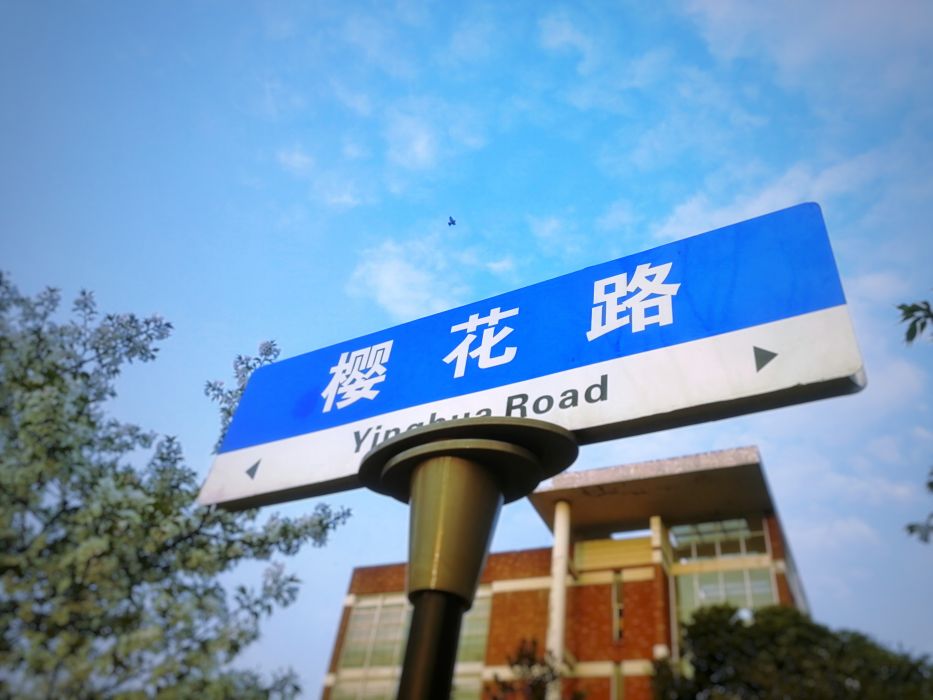 櫻花路(武漢科技大學城市學院櫻花路) 櫻花路(武漢科技大學城市學院櫻花路)