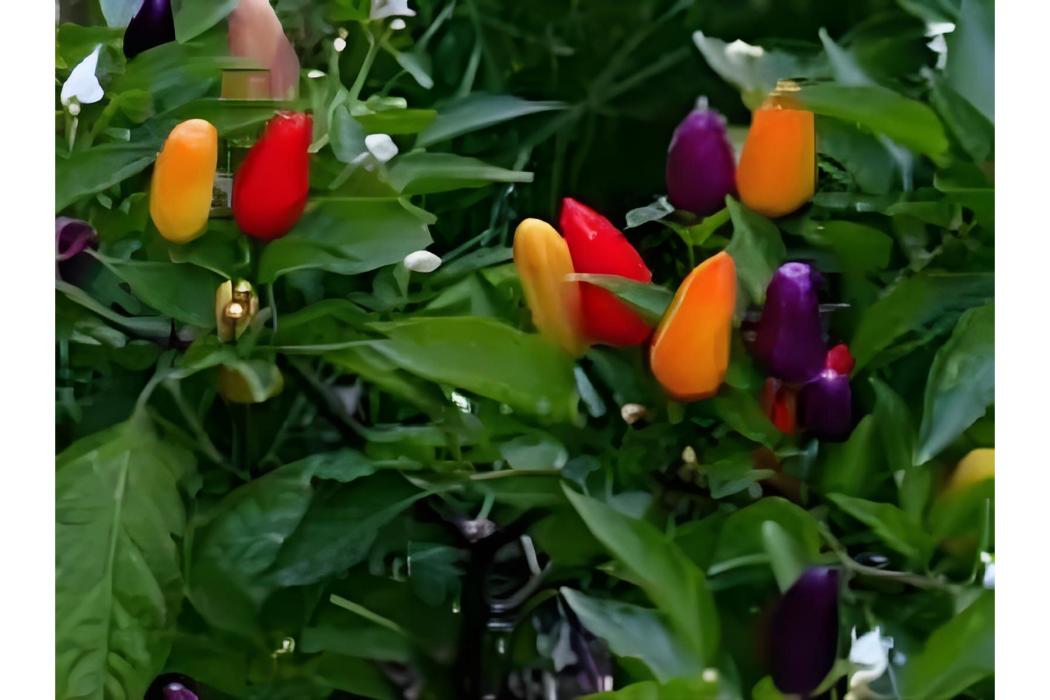 紅棗辣椒 紅棗辣椒