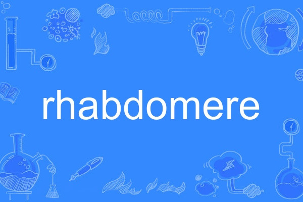 rhabdomere rhabdomere