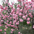 薔薇科 薔薇科