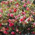 萬朵茶花 萬朵茶花