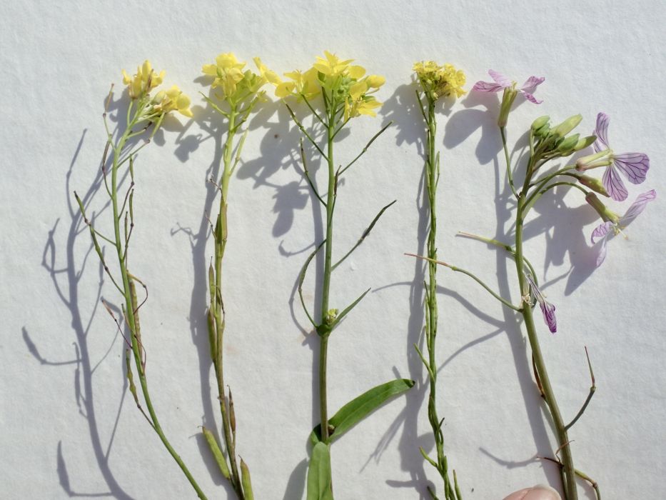Brassica fruticulosa Brassica fruticulosa