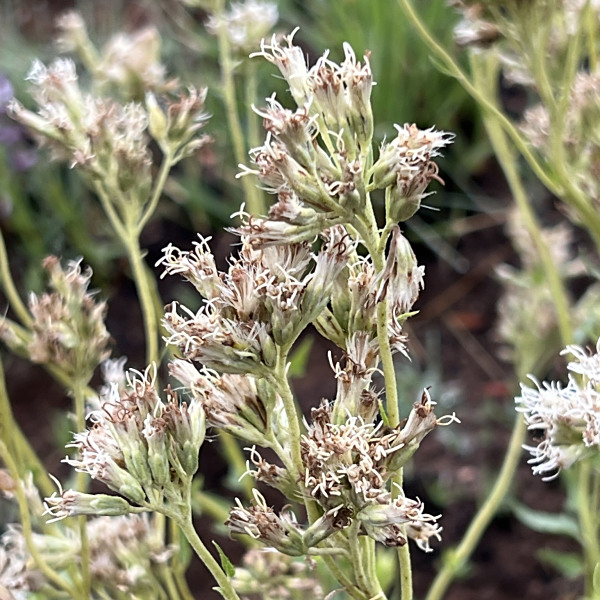 Stomatanthes africanus