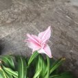 白肋朱頂紅(百支蓮) 白肋朱頂紅(百支蓮)