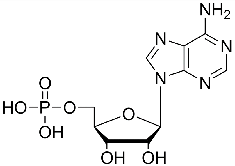 單磷酸腺苷