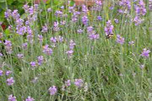 Lavandula × intermedia \x27Seal\x27 Lavandula × intermedia \x27Seal\x27