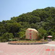 野狸島 野狸島