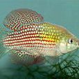 美國旗魚 美國旗魚