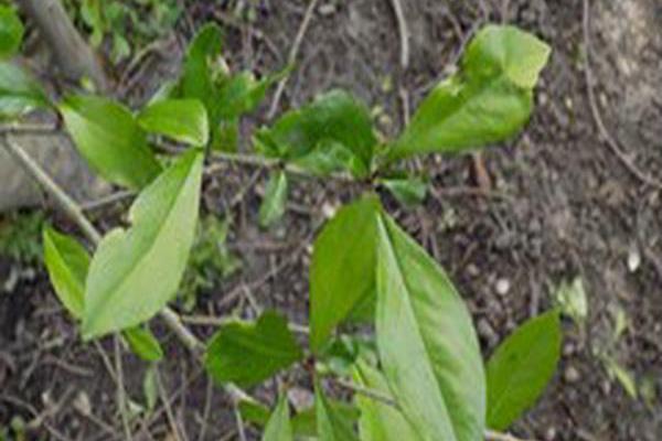 Ilex decidua \x27Warren\x27s Red\x27