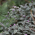 吊竹梅(鴨跖草科常綠草本植物) 吊竹梅(鴨跖草科常綠草本植物)