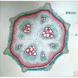 厚角細胞