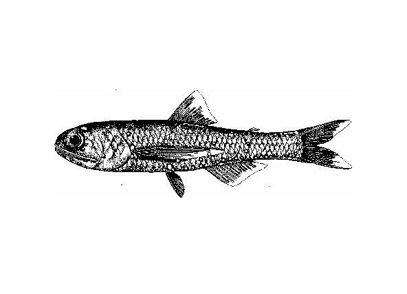 長鰭虹燈魚 長鰭虹燈魚