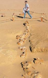遊客在參觀古鯨類化石