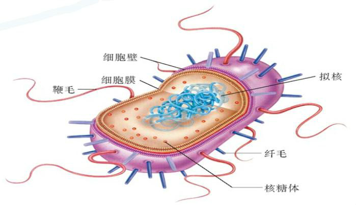 原核細胞 細胞簡介 組成結構 基因結構 繁殖 生物系統 生物種類 中文百科全書