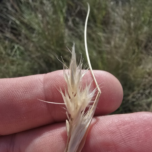 Rytidosperma bipartitum