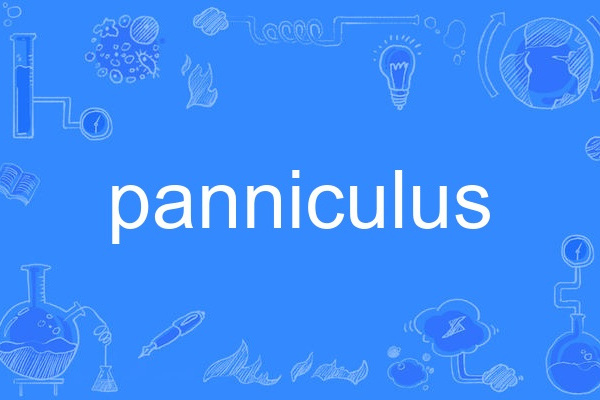 panniculus