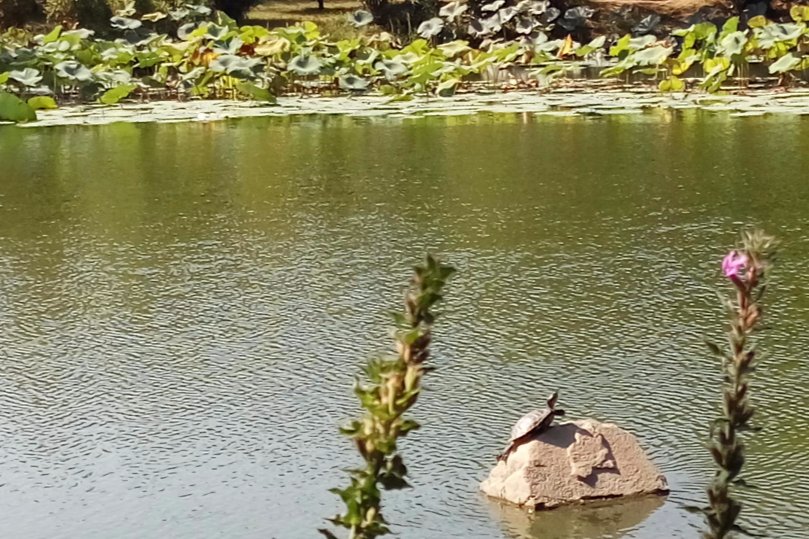 青陽湖 青陽湖