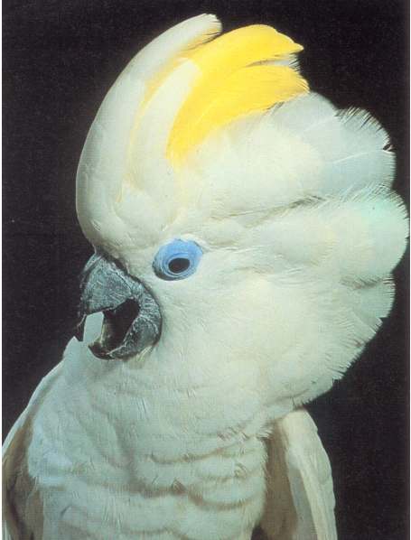藍眼鳳頭鸚鵡（圖7）