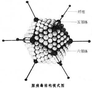 腺病毒結構模式圖