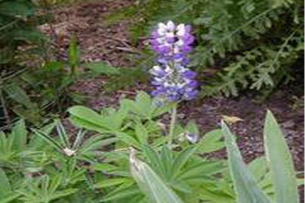 Lupinus × hybrida Lupinus × hybrida