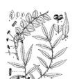尖葉花椒 尖葉花椒