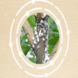 石榴氈蚧 石榴氈蚧