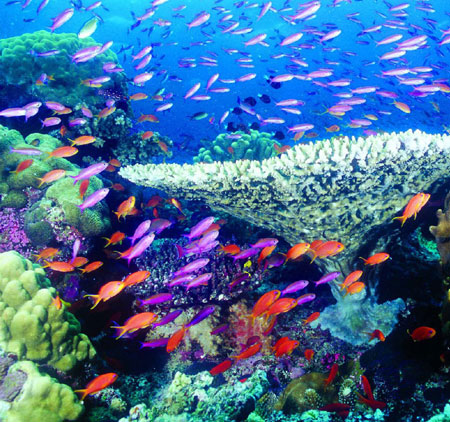 珊瑚礁生物群落