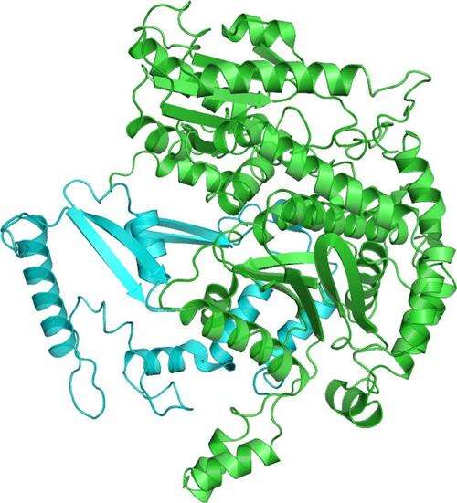 磷酸葡萄糖異構酶