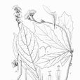 褐柄合耳菊 褐柄合耳菊