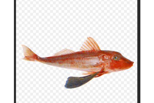 糙紅娘魚 糙紅娘魚