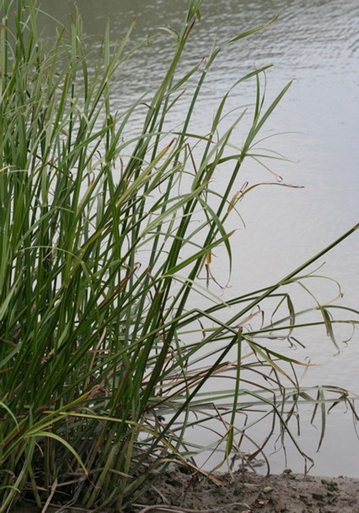 鹹草多生長在濕地環境
