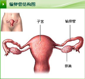 輸卵管結構圖