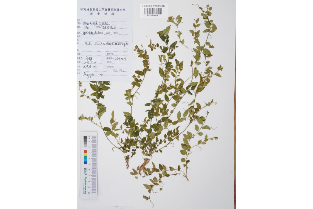 文縣遠志 文縣遠志