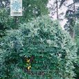 巨葉花楸 巨葉花楸