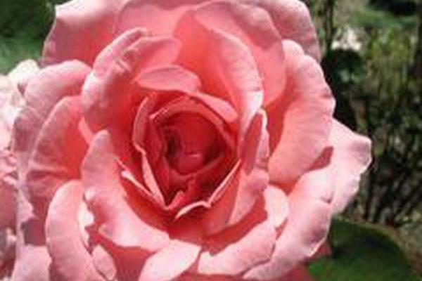 Rosa QUEEN ELIZABETH Rosa QUEEN ELIZABETH