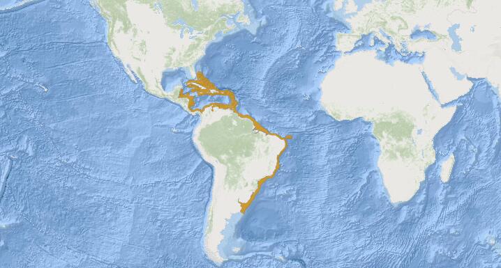 加勒比尖吻鯊分布圖