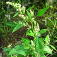 小藜(粉子藥) 小藜(粉子藥)