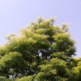 再世炎帝 再世炎帝