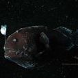 黑體小鰭燈魚 黑體小鰭燈魚
