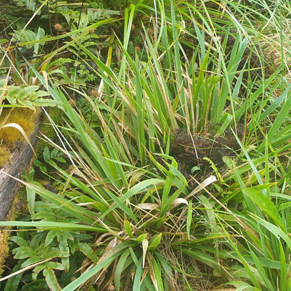 Ehrharta diplax