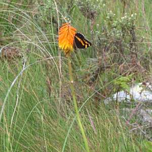 Kniphofia coralligemma
