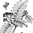 尼泊爾花楸 尼泊爾花楸