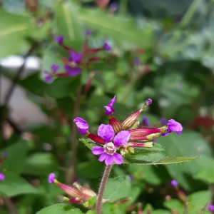 Cuphea aequipetala