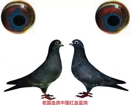紅血藍眼鴿
